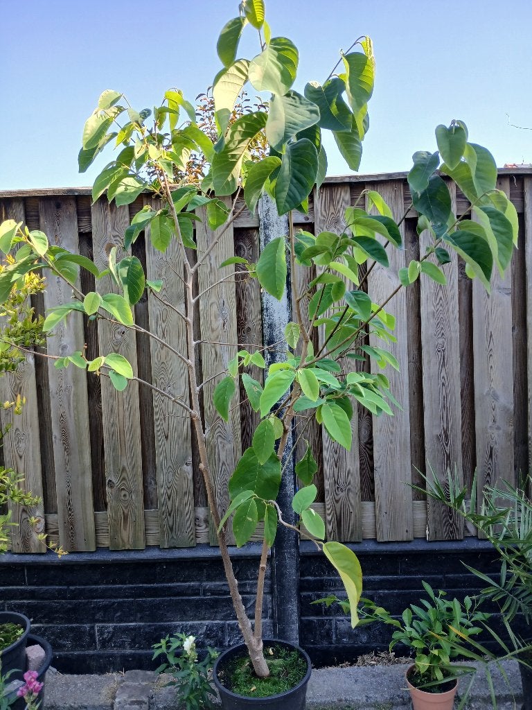 Cherimoya boom, Ophalen, Lente, Overige soorten, Volle zon