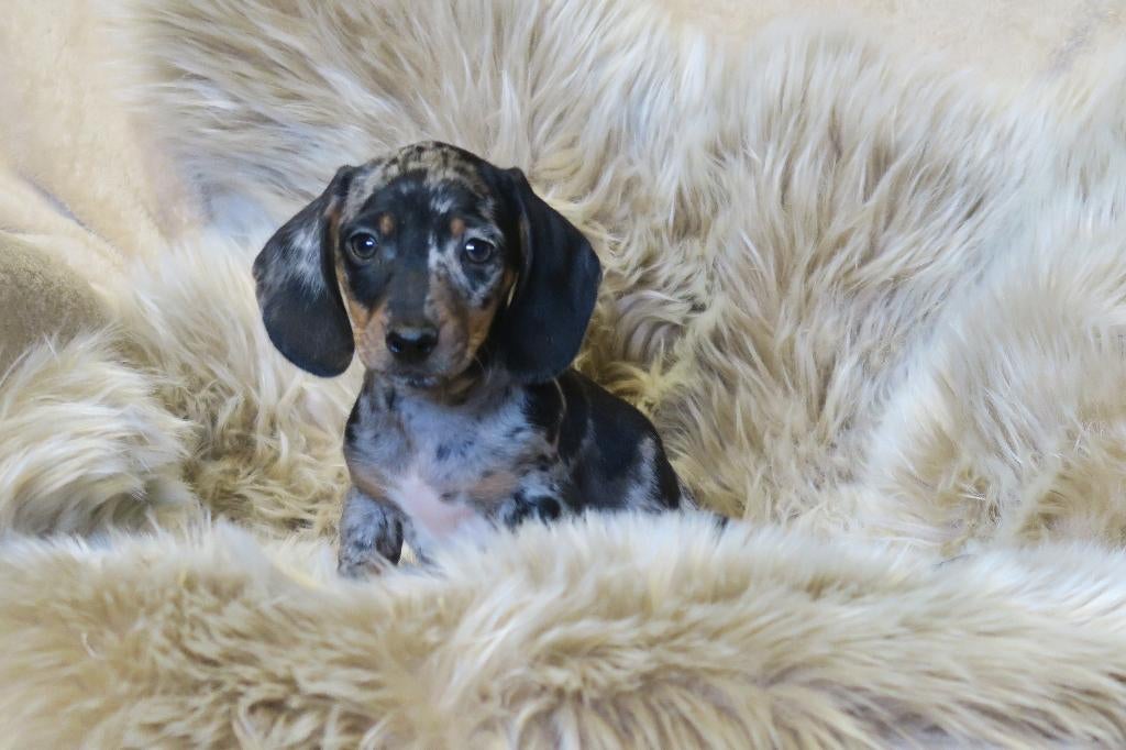 Dwerg x Kaninchen Teckel pups, Dieren en Toebehoren, Honden | Teckels en Dashonden, Parvo, Nederland, 8 tot 15 weken, Korthaar