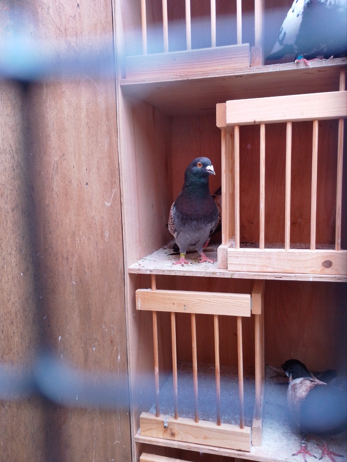 kleurpostduiven, Dieren en Toebehoren, Vogels | Duiven, Meerdere dieren, Postduif