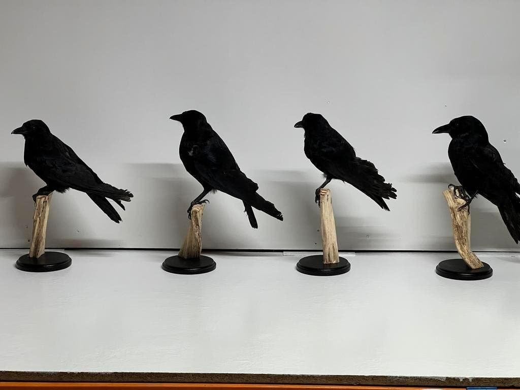 Opgezette Kraai uniek decoratie op houten stronk, Verzamelen, Dierenverzamelingen, Ophalen of Verzenden, Zo goed als nieuw, Vogel