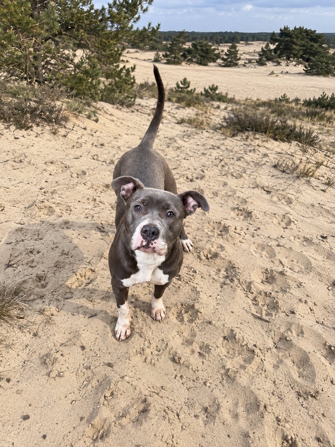 Bully xl pup teef 8 maanden, Parvo, 15 weken tot 1 jaar, Teef, Eén hond