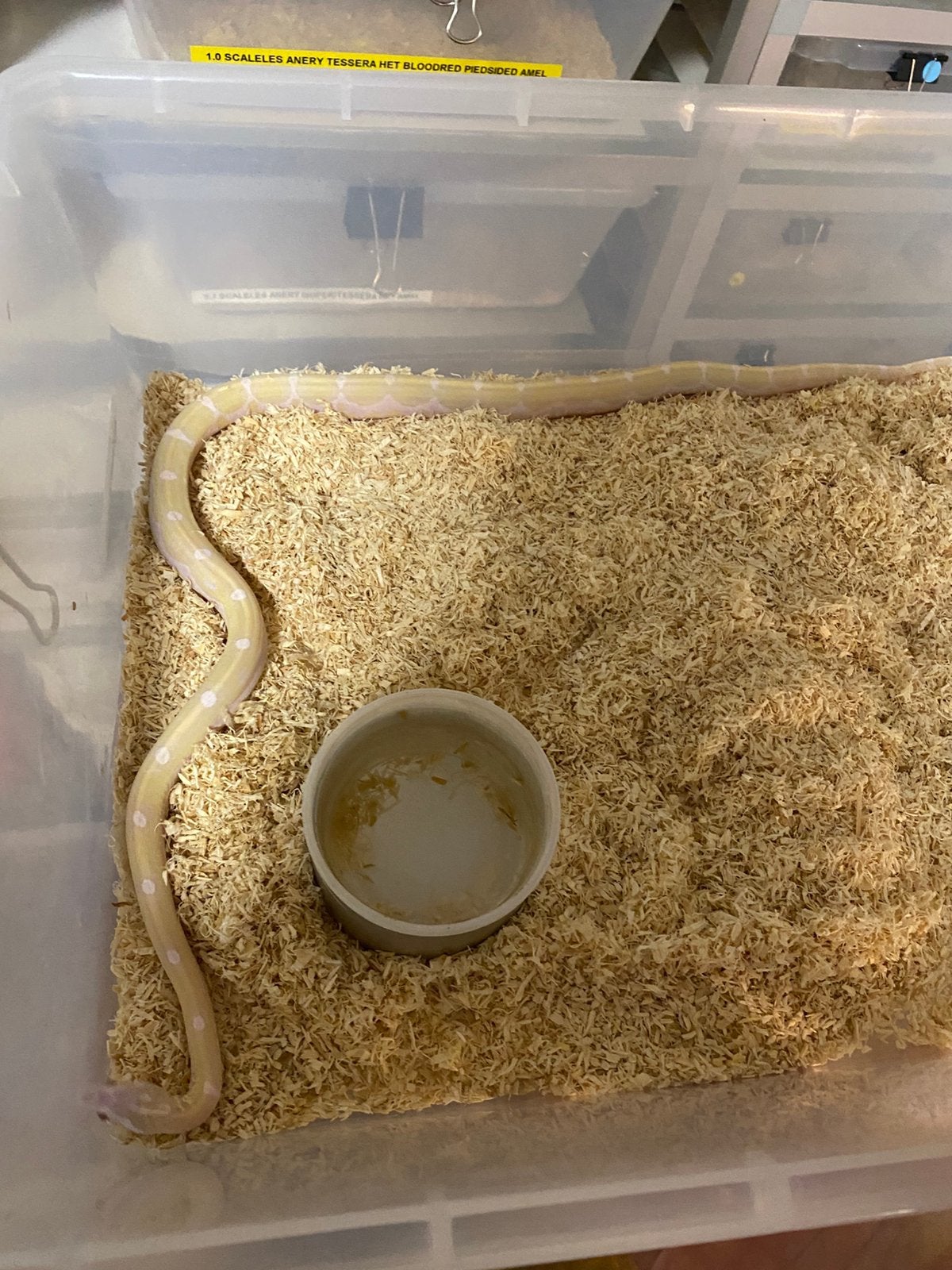Haakneuzen en korenslangen Corn Snake photo 12