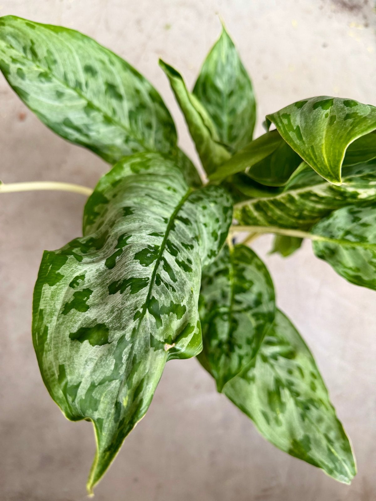 Aglaonema 'Peacock' P17, Ophalen of Verzenden