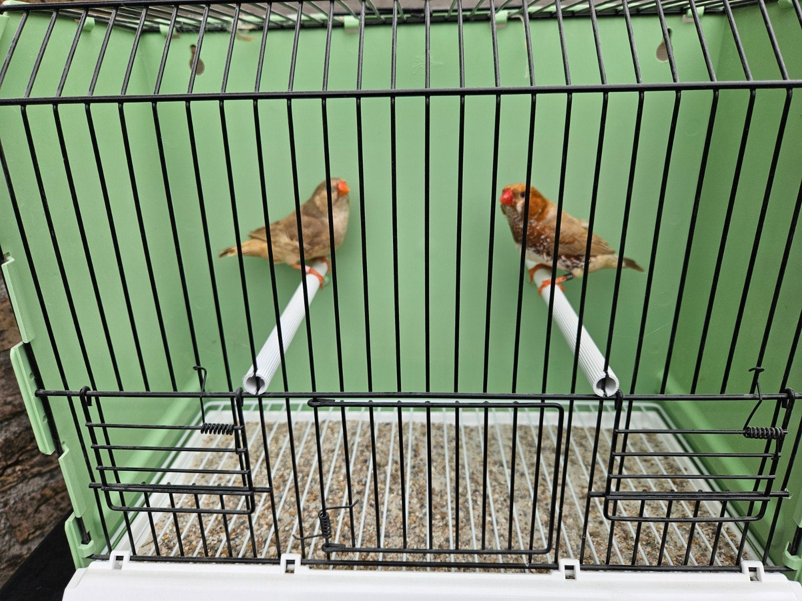 Koppels zebravinken oranjeborst zwartborst bruin, Meerdere dieren, Tropenvogel, Geringd