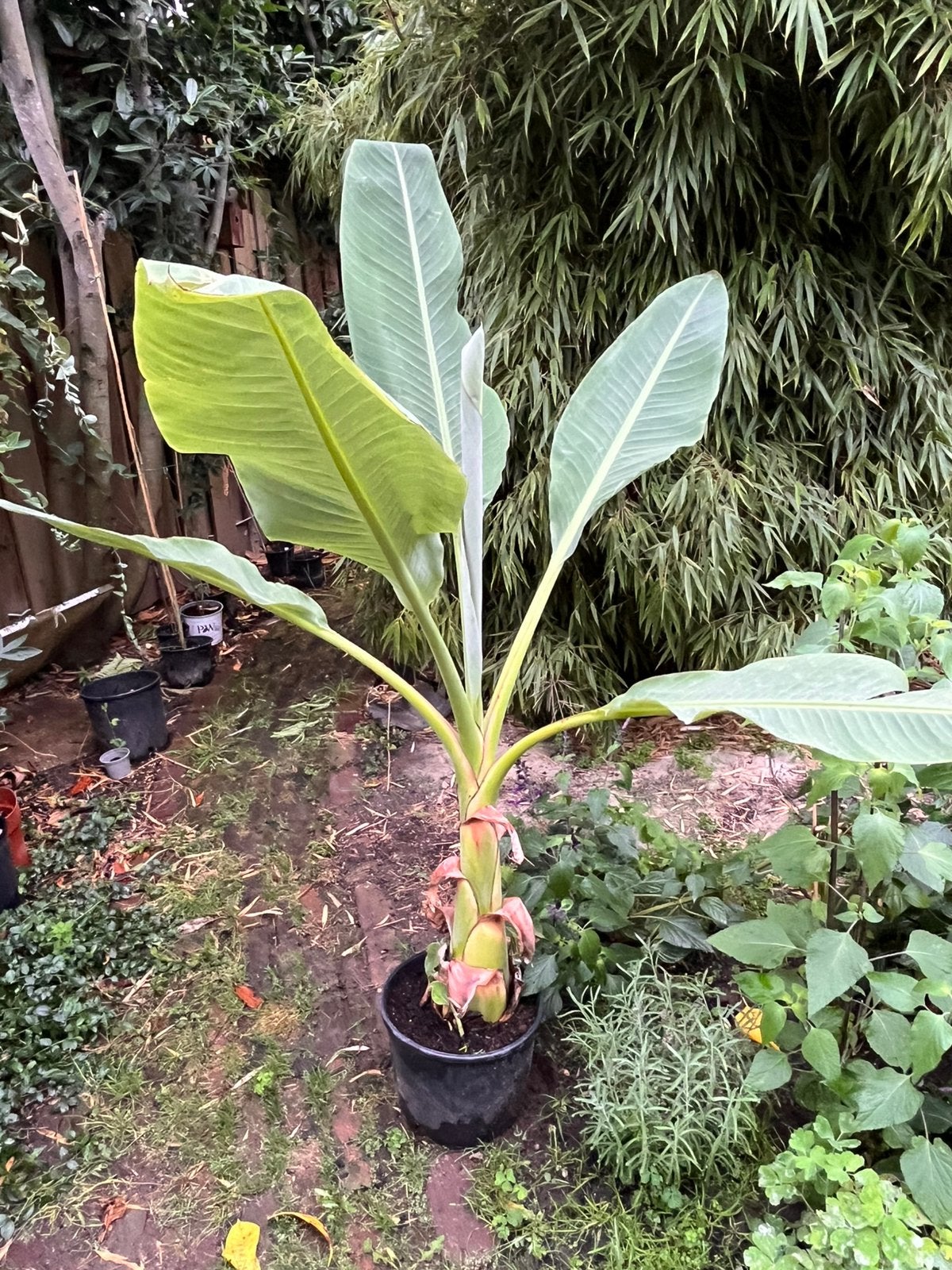Musella laciocarpa, Ophalen, Overige soorten, Volle zon