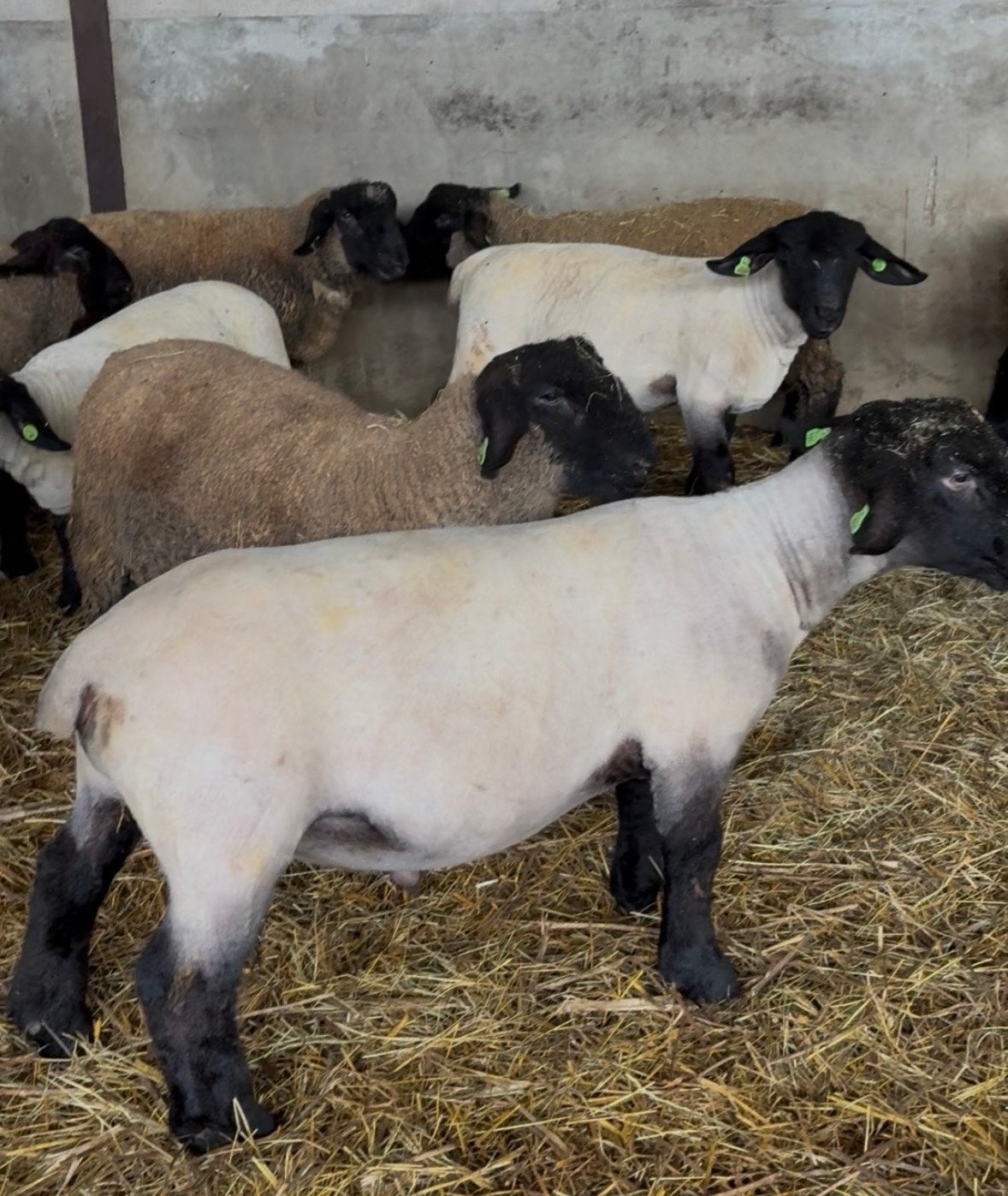 Suffolk rammen, Dieren en Toebehoren, Mannelijk, Schaap, 0 tot 2 jaar