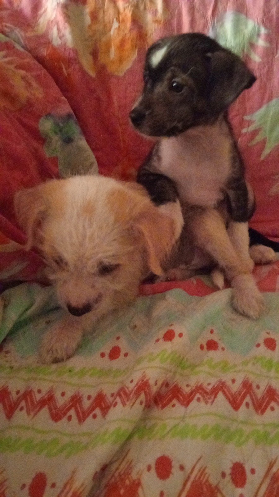 Prachtige Chinese naakthond puppiea, Overige rassen, Meerdere, Meerdere dieren, Nederland