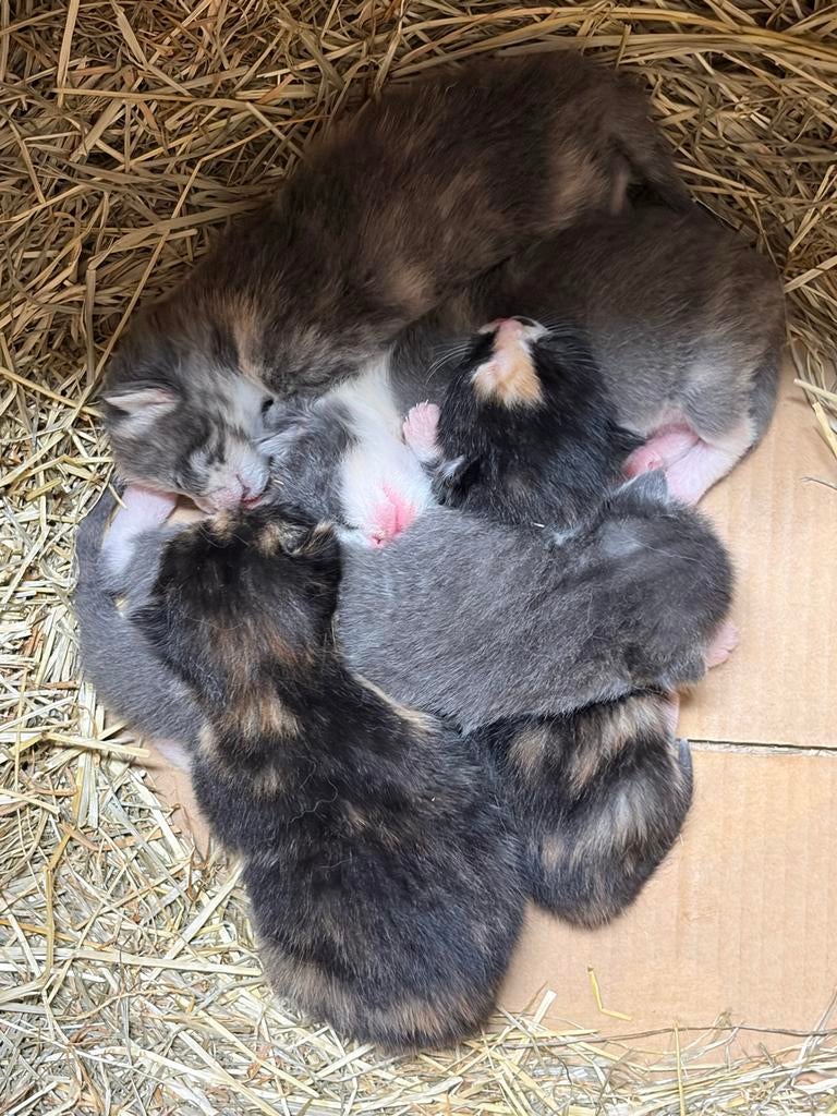 Kittens te koop, Dieren en Toebehoren, Katten en Kittens | Overige Katten, Meerdere dieren