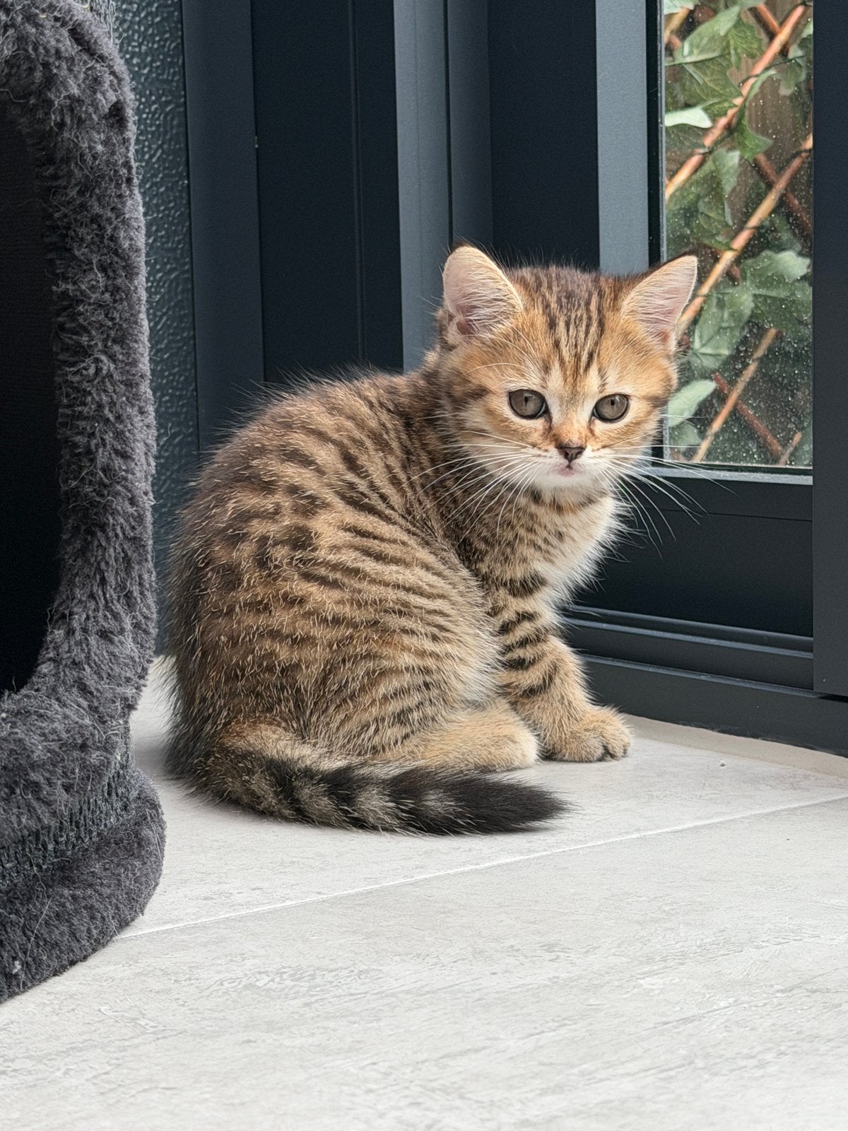 Britse korthaar kittens, Ontwormd