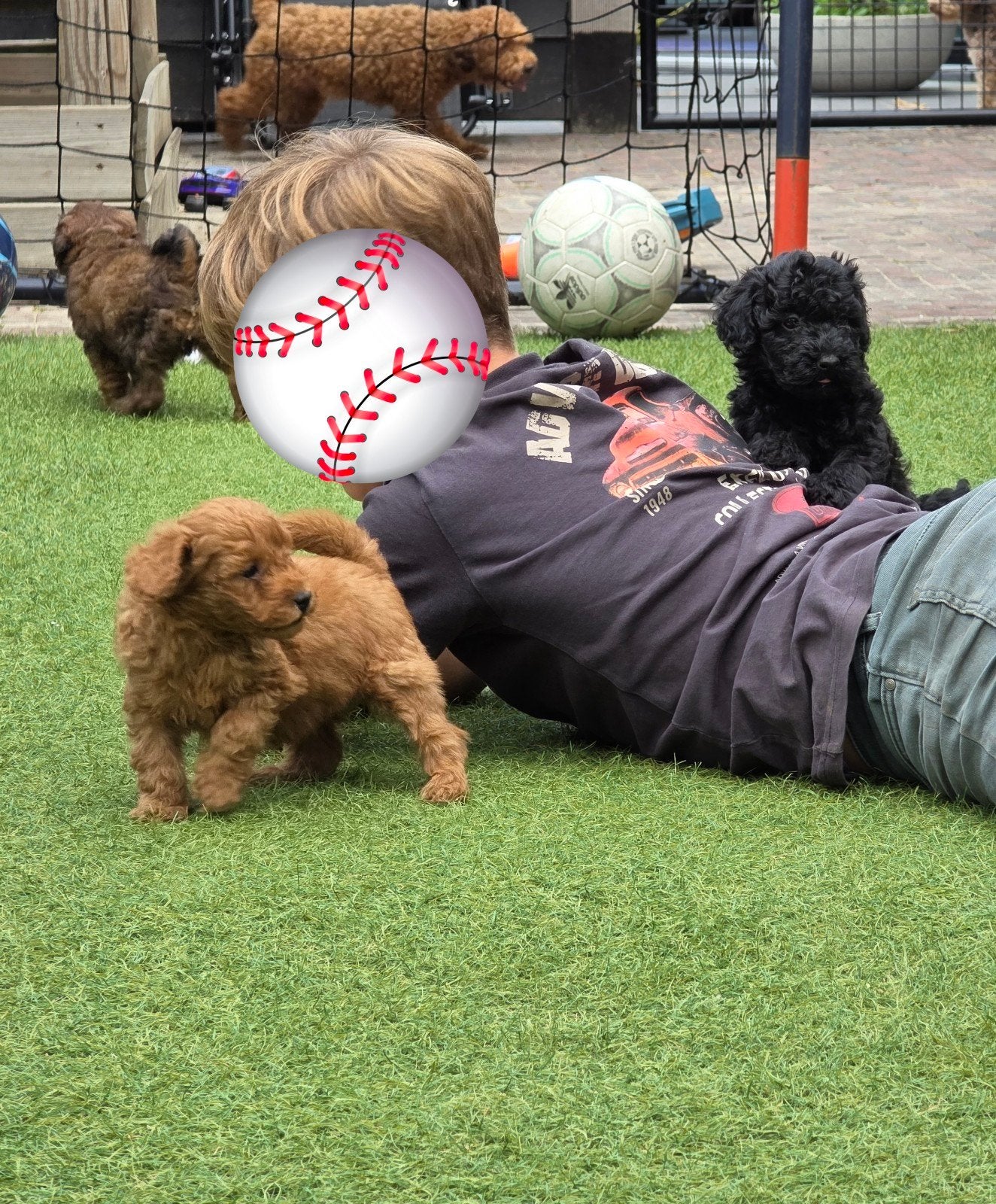 nog 3  super mooie maltipoo pups, Overige rassen, 8 tot 15 weken, Meerdere, Meerdere dieren