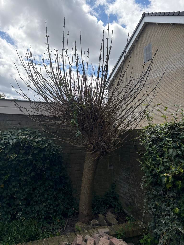 Leuke knotwilg, Volle zon, Vaste plant, Bloeit niet, Ophalen