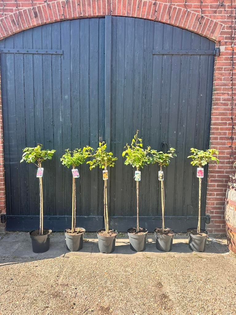 90 cm stam rozen (diverse soorten), Ophalen, Eenjarig, Overige soorten, Volle zon