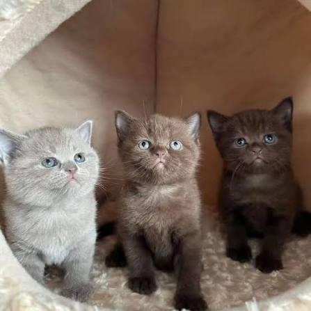 BRITSE KORTHAAR KITTEN GEZOCHT!, Dieren en Toebehoren, Poes