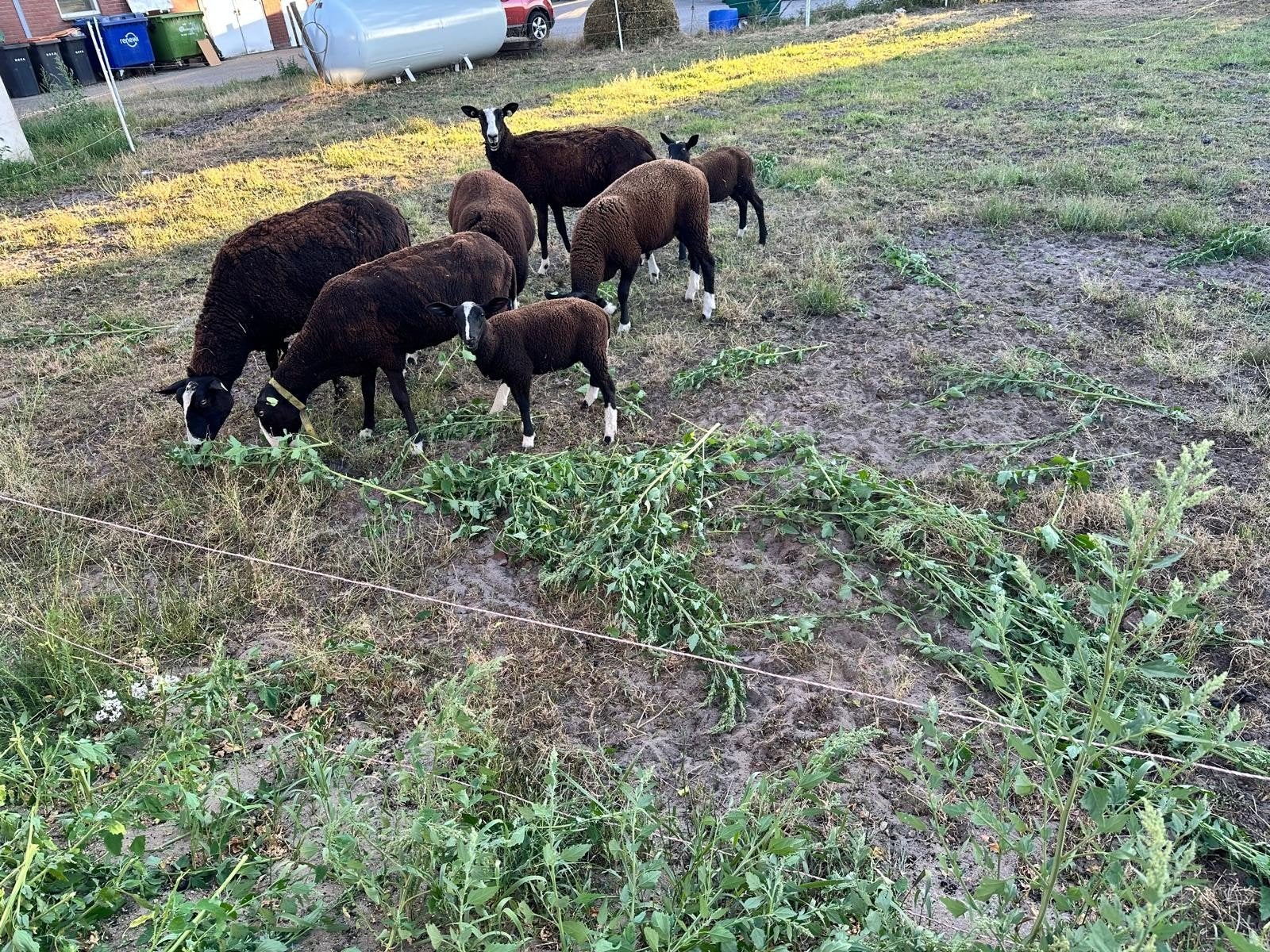 Zwartbles lammeren, Dieren en Toebehoren, Schapen, Geiten en Varkens, Meerdere dieren, Schaap, 0 tot 2 jaar