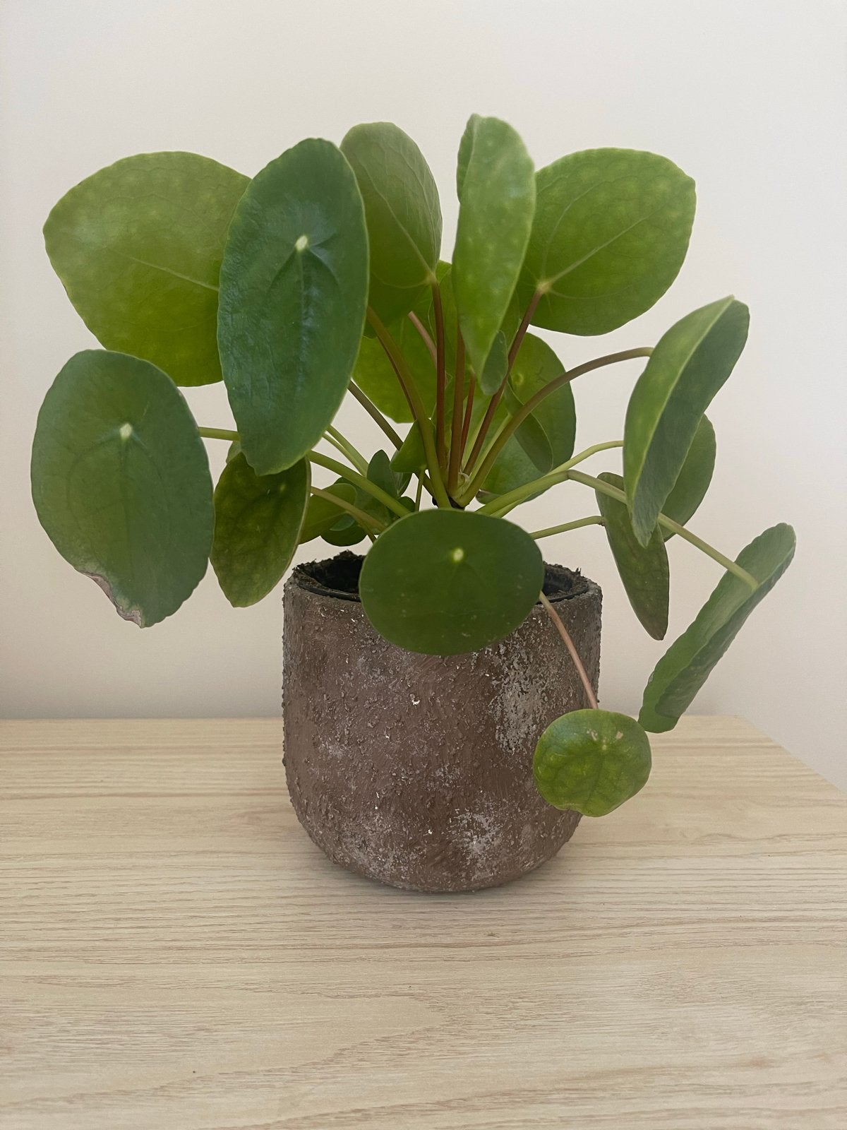 Mooie Pannenkoekenplant (Pilea Peperomioides) 1., Ophalen, Overige soorten, Halfschaduw, In pot