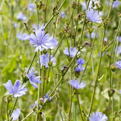 Wilde cichorei - Cichorium intybus te koop, Ophalen, Vaste plant, Overige soorten, Volle zon