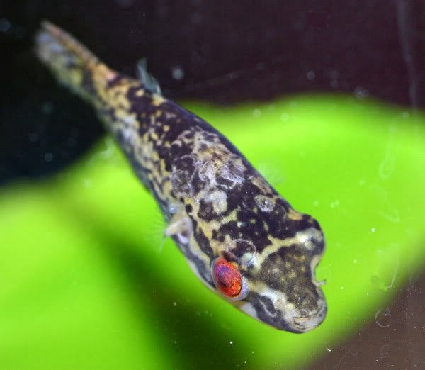 Groepje tetraodon irrubesco/ roodoog kogelvis, Vis