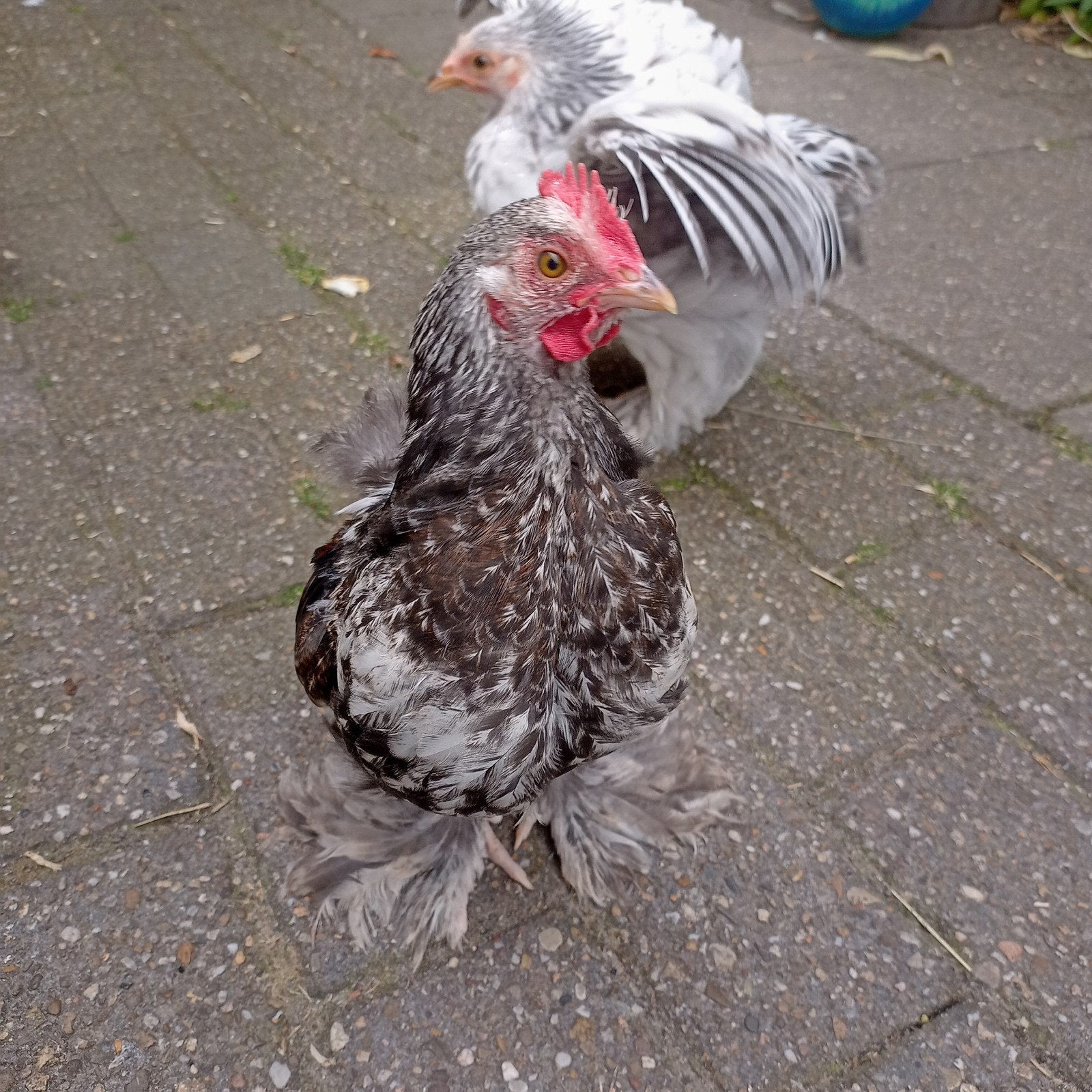 2 Cochin kriel haantjes, Dieren en Toebehoren, Pluimvee