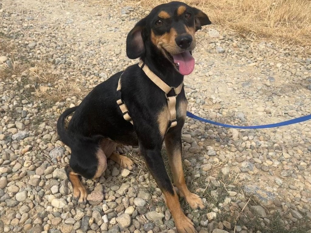 Lizuca een lief en zachtaardig hondje (in Nederland), Particulier, 1 tot 2 jaar, Buitenland, Teef