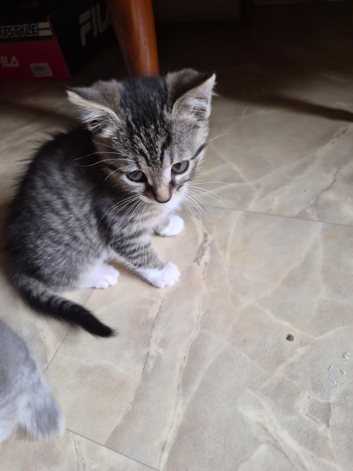 Te koop: kittens (vrouwtjes), Dieren en Toebehoren, Poes