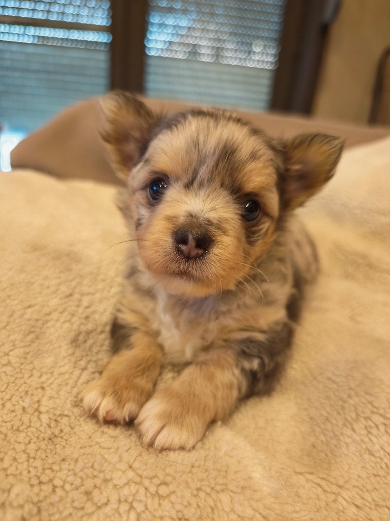 Chihuahua pup, Parvo, België, Particulier, Reu