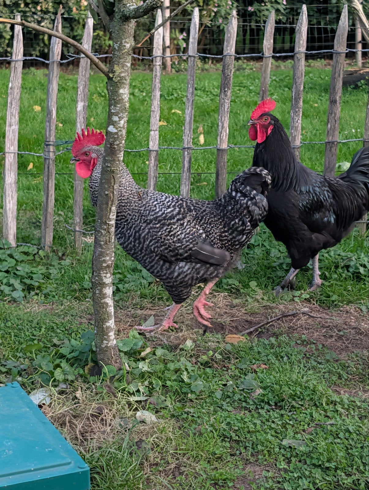 Mooie jonge hanen, Dieren en Toebehoren, Mannelijk, Kip