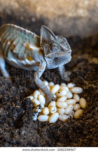 GEZOCHT: REPTIELEN EIEREN, Dieren en Toebehoren, Reptielen en Amfibieën, 0 tot 2 jaar