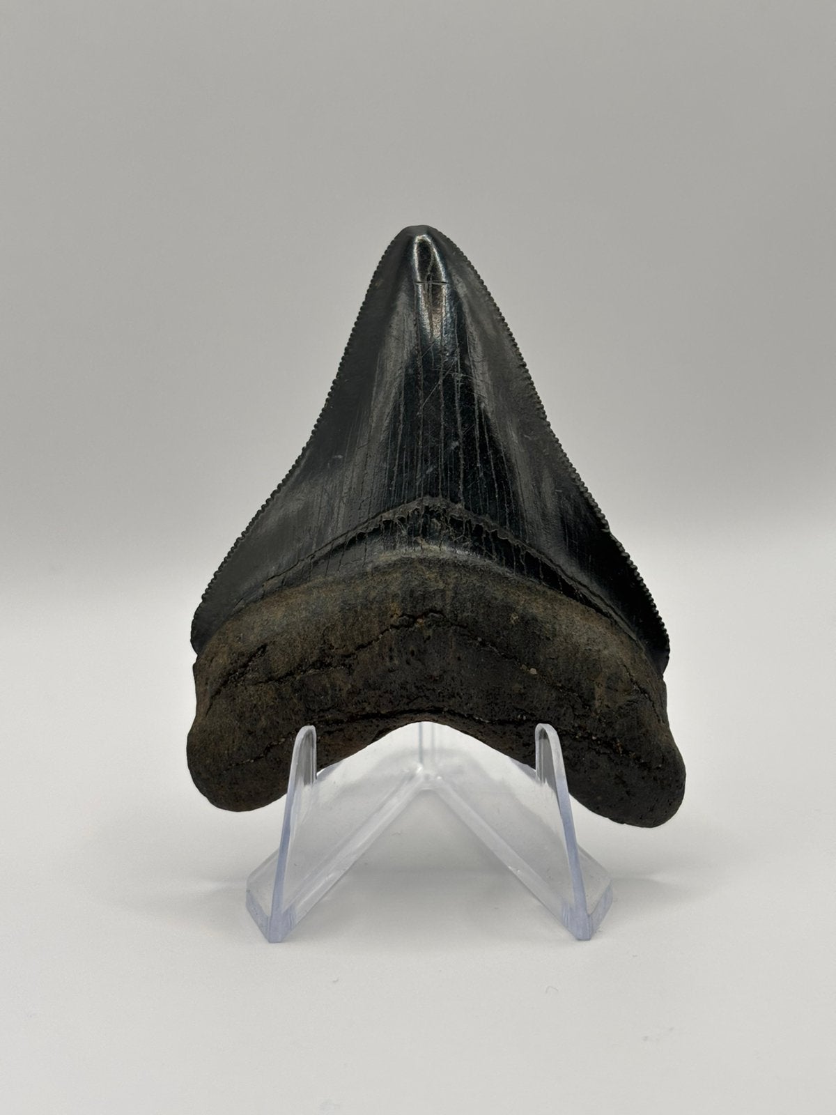 Fossiele haaientand Megalodon Peace River, Verzamelen, Ophalen of Verzenden, Fossiel