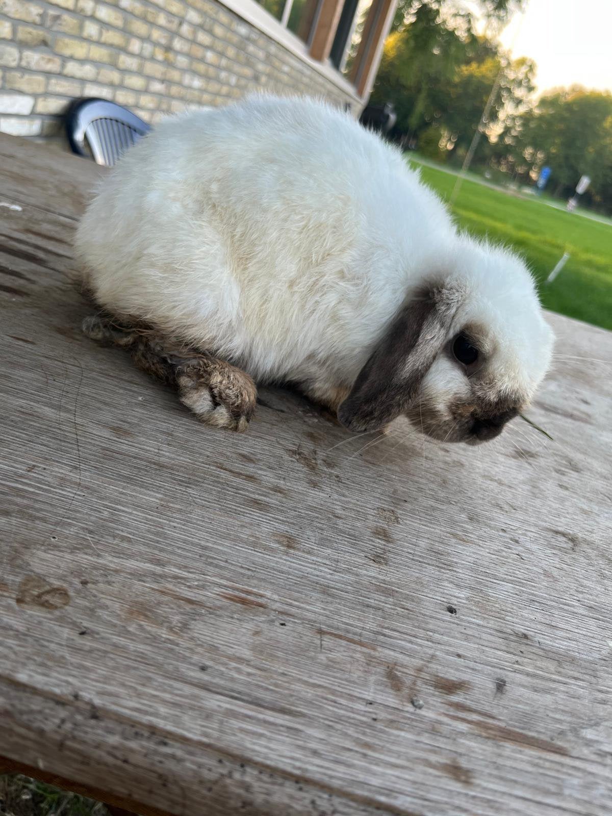 Minilops, Meerdere dieren, Dwerg