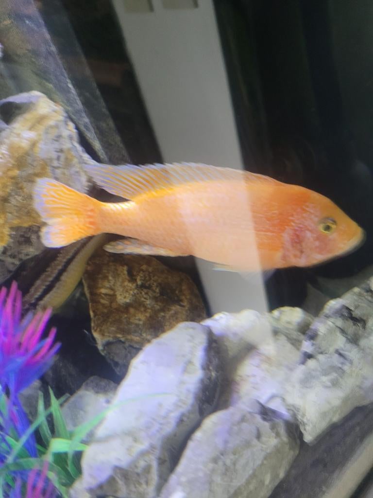 malawi cichliden, Dieren en Toebehoren, Vissen | Aquariumvissen, Slak of Weekdier