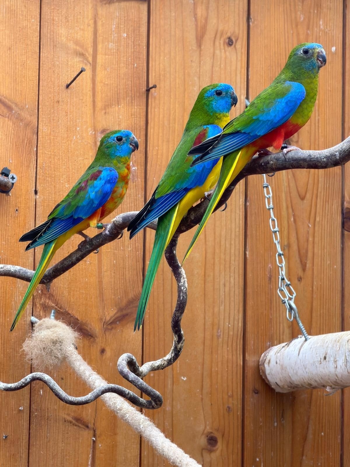 turquasine man van 25, Dieren en Toebehoren, Meerdere dieren, Parkiet