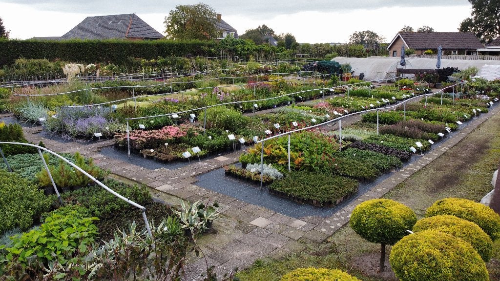 TUINPLANTEN, GOEDKOOP TUINNIEREN, dat kan alleen bij ons !!, Ophalen, Vaste plant, Overige soorten, Volle zon
