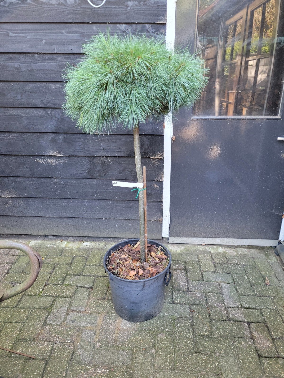 Pinus Strobus 'Edel' op stam - 150 cm, Volle zon, Vaste plant, Bloeit niet, Ophalen