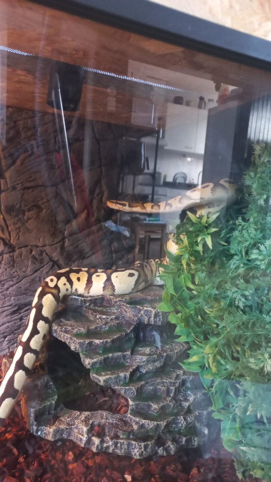 te koop koningspython met terarium, Mannelijk