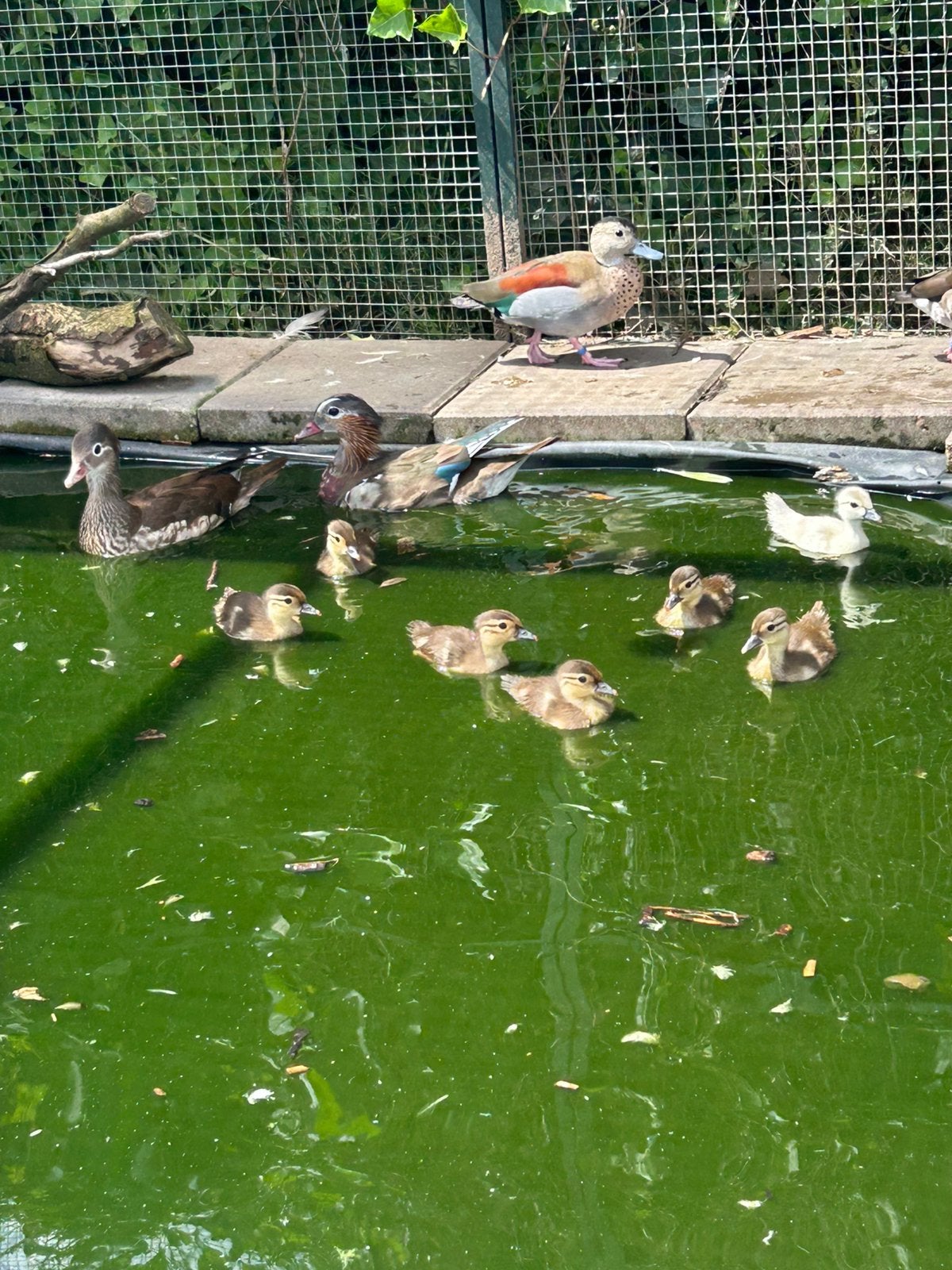 6 mandarijneend kuikens wildkleur, Meerdere dieren, Eend