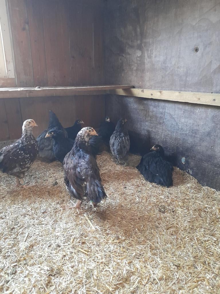 Hennen te koop van verschillende grote rassen, Dieren en Toebehoren, Vrouwelijk, Kip