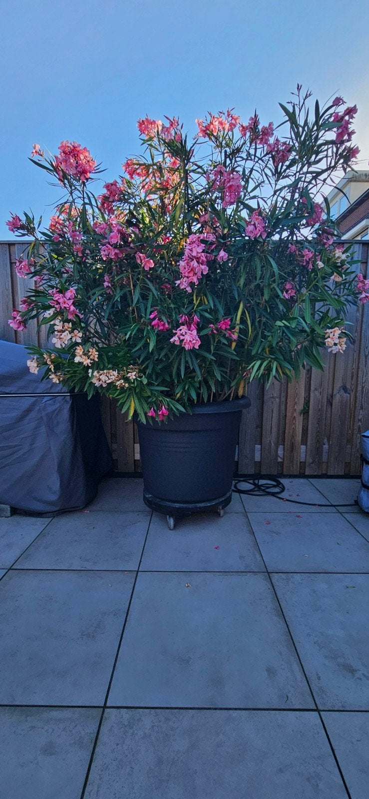 XXXL Oleander vol met bloemen, Volle zon, Vaste plant, Zomer, Ophalen