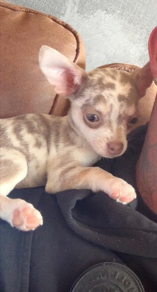 🐾💙Prachtig Lilac Merle Chihuahua Reutje💙🐾, Particulier, 15 weken tot 1 jaar, Reu, Buitenland