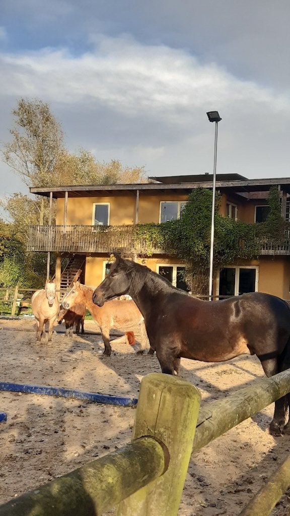 Gezocht: instructeur/trice voor paardenschool kakelbont, Paardrijles of Ponykampen