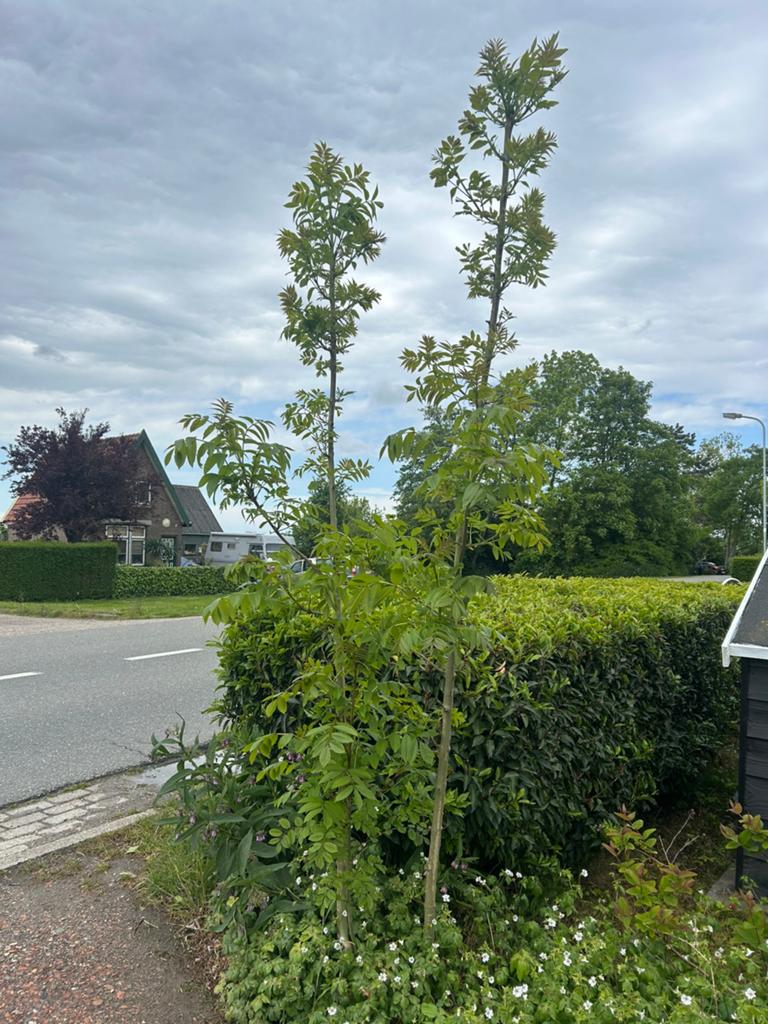 Es boom, Tuin en Terras, Ophalen, Volle zon, Overige soorten