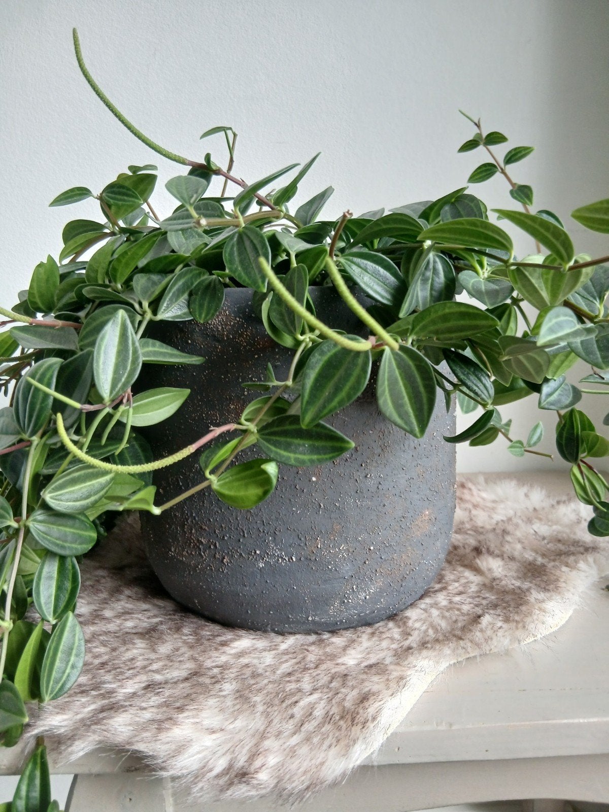 Bloempot handbewerkt 15 cm met peperomia, Ophalen, Overige materialen, Rond, Binnen