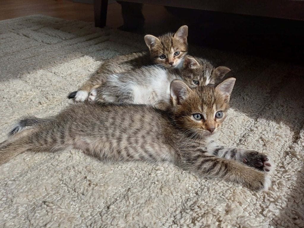 Kittens, Dieren en Toebehoren, Meerdere dieren