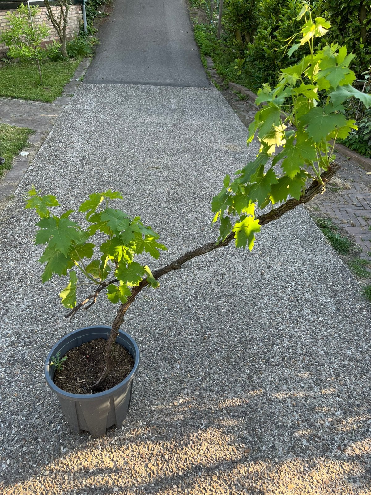 Oude druivelaar, Ophalen, Overige soorten, Struik, 100 tot 250 cm