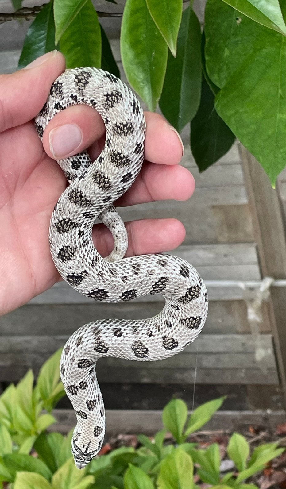 0.1 heterodon nasicus ARCTIC AXANTHIC CONDA, Slang, 0 tot 2 jaar