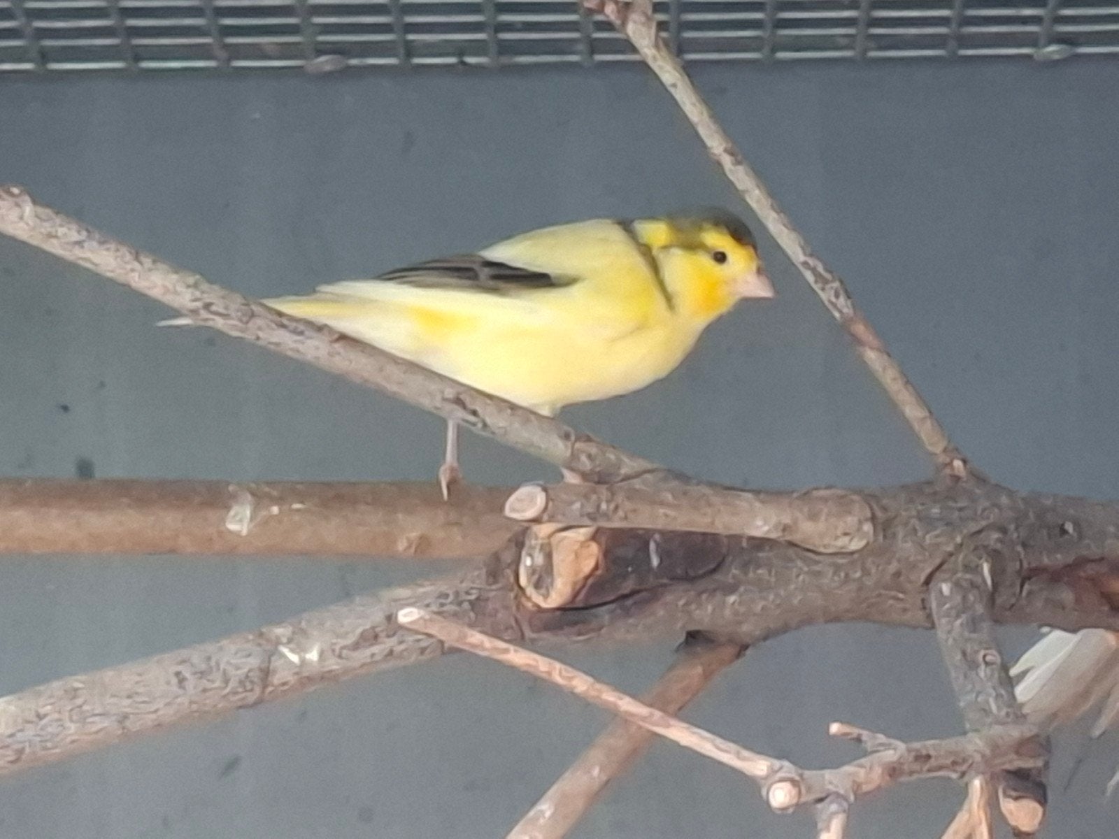 kanarie, Dieren en Toebehoren, Mannelijk, Kleurkanarie