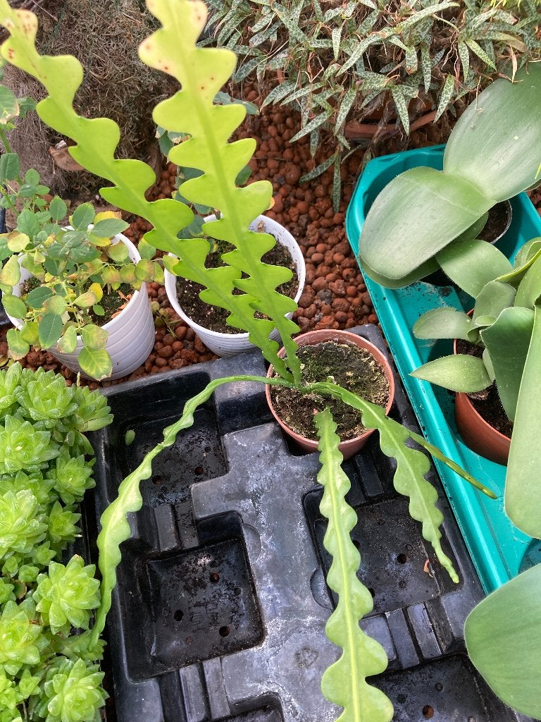 Zaagcactus, 2 stekken, Huis en Inrichting, Kamerplanten, Vetplant, Minder dan 100 cm, Bloeiende kamerplant, Volle zon, Ophalen