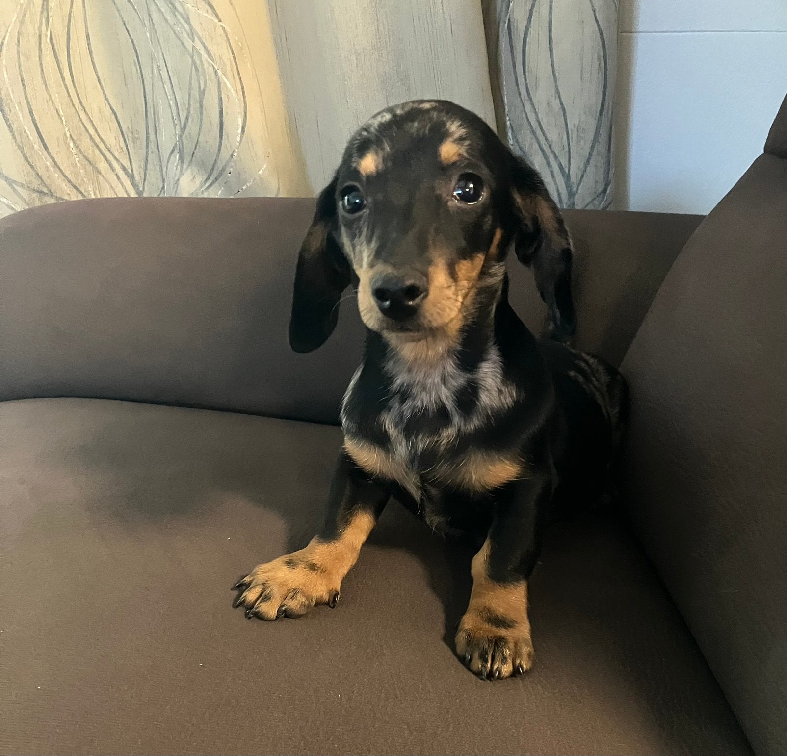 Dwerg teckel pups, Dieren en Toebehoren, CDV (hondenziekte), 8 tot 15 weken, Korthaar, Dwerg