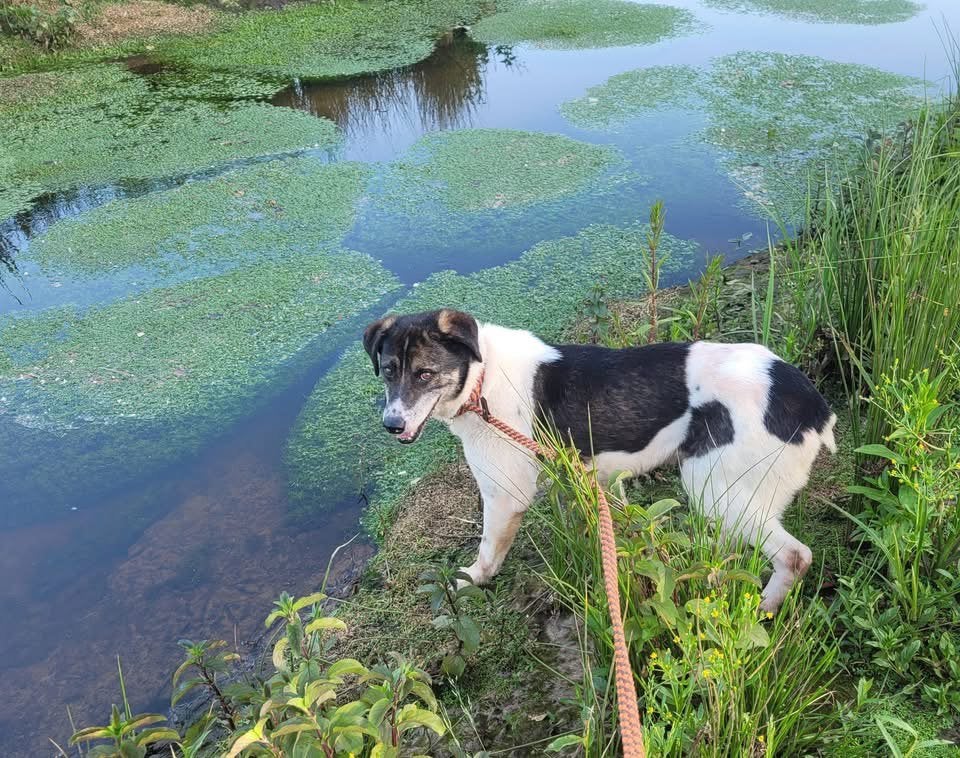 Codita, middel grote reu gecastreerd 10 jaar, Dieren en Toebehoren, Honden | Niet-rashonden, Groot, Reu, Particulier, Eén hond