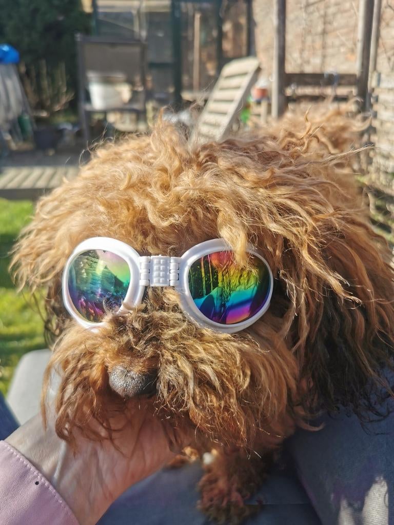 Zonnebril verstelbaar. Grote hond, Ophalen of Verzenden, Zo goed als nieuw