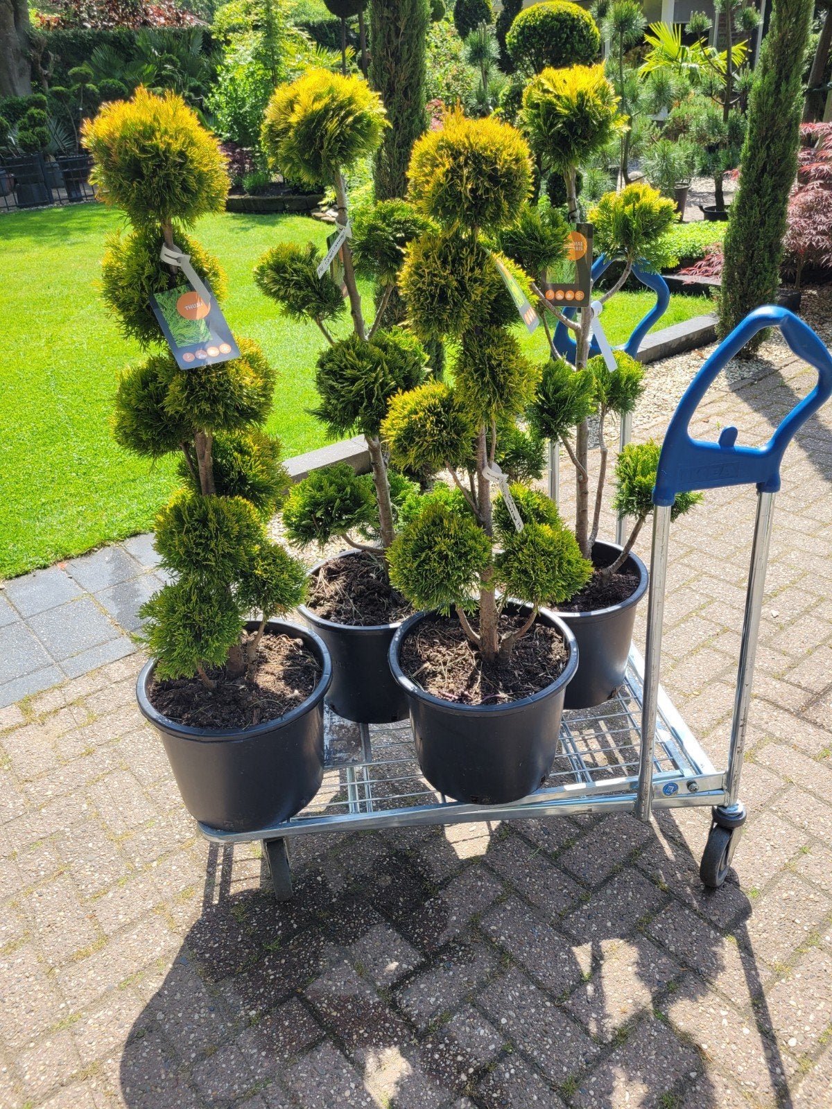 Chamaecyparis & Thuja Pon Pon Vormsnoei, Volle zon, Vaste plant, Bloeit niet, Ophalen